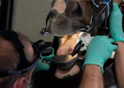 dentisterie équine