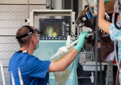 Examen buccoscopique par un veterinaire chevaux