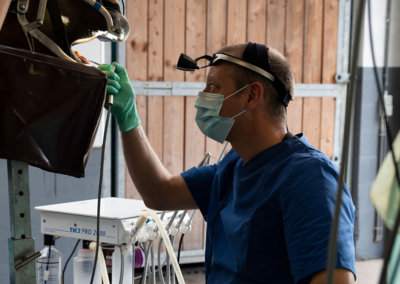 Dentiste pour cheval