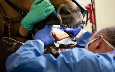 Mon cheval a mal aux dents : comment le soigner ?