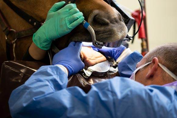 Mon cheval a mal aux dents : comment le soigner ?