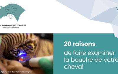 20 Raisons de faire examiner la bouche de votre cheval